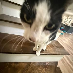 Meet your Posher, Ace